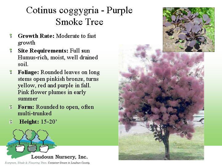 Purple Smoke Bush Now This Little Charmer Starts Out As A Little Shrub 